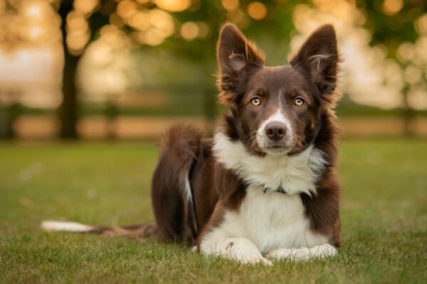 Un Border Collie marrone sdraiato sull'erba, con uno sguardo attento e curioso.