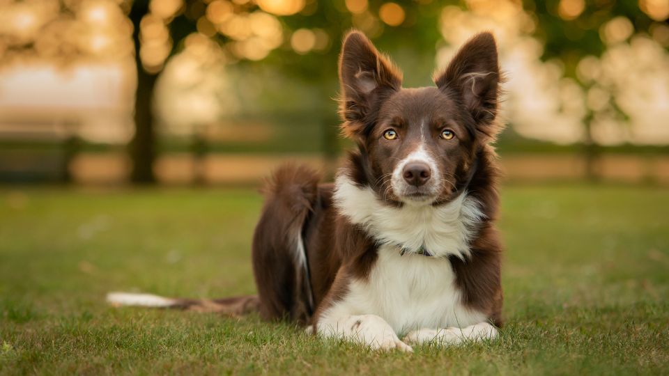 Un Border Collie marrone sdraiato sull'erba, con uno sguardo attento e curioso.