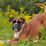 Un Boxer gioca nel prato circondato da fiori gialli, mostrando il suo carattere vivace.