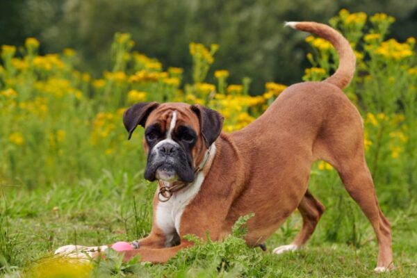 Un Boxer gioca nel prato circondato da fiori gialli, mostrando il suo carattere vivace.