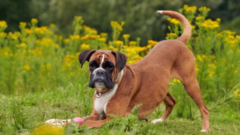 Un Boxer gioca nel prato circondato da fiori gialli, mostrando il suo carattere vivace.