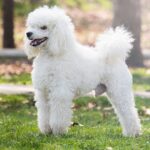 Un Barboncino bianco in un parco, con pelo riccio e sorriso felice.