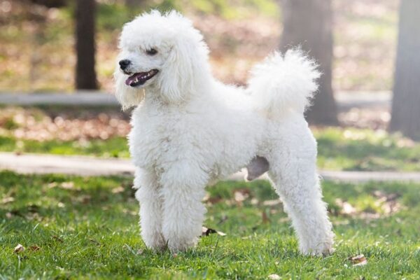 Un Barboncino bianco in un parco, con pelo riccio e sorriso felice.