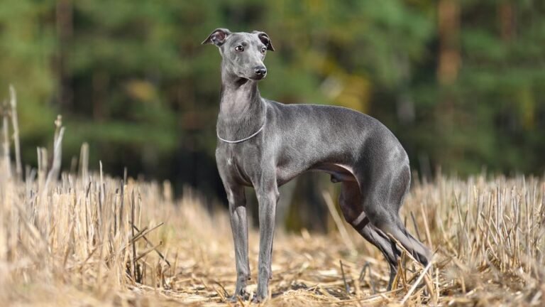 L’affascinante mondo del Greyhound: Origine, caratteristiche, comportamento e salute