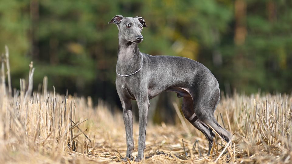Un Greyhound elegante in un campo, con il suo manto grigio e postura fiera.