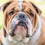 Un Bulldog Inglese con il suo caratteristico muso e pelo marrone chiaro.