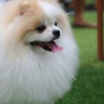 Un Pomerania dal pelo soffice e bianco con macchie arancioni, felice e giocoso.
