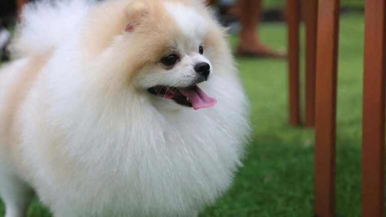 Un Pomerania dal pelo soffice e bianco con macchie arancioni, felice e giocoso.