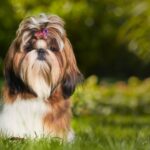 Un elegante Shih Tzu seduto sull'erba, con un bel fiocco tra i capelli.