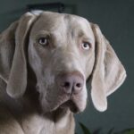 Un Weimaraner con pelo grigio e occhi azzurri, in un ambiente domestico.