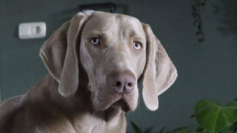 Un Weimaraner con pelo grigio e occhi azzurri, in un ambiente domestico.