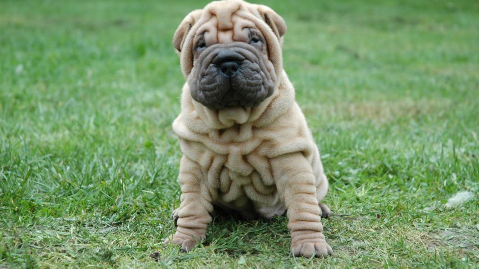 Origine, caratteristiche, comportamento e malattie del Shar Pei