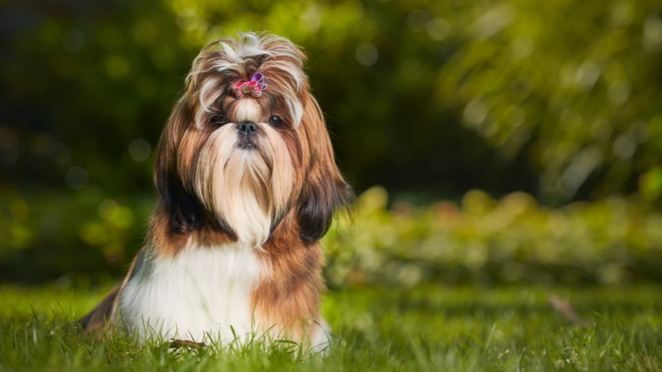 L’affascinante mondo dello Shih Tzu: Un viaggio attraverso la storia, le caratteristiche e la cura di questa razza regale