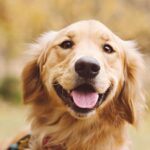 Un Golden Retriever sorridente con pelo dorato in un ambiente naturale.