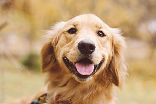 Un Golden Retriever sorridente con pelo dorato in un ambiente naturale.