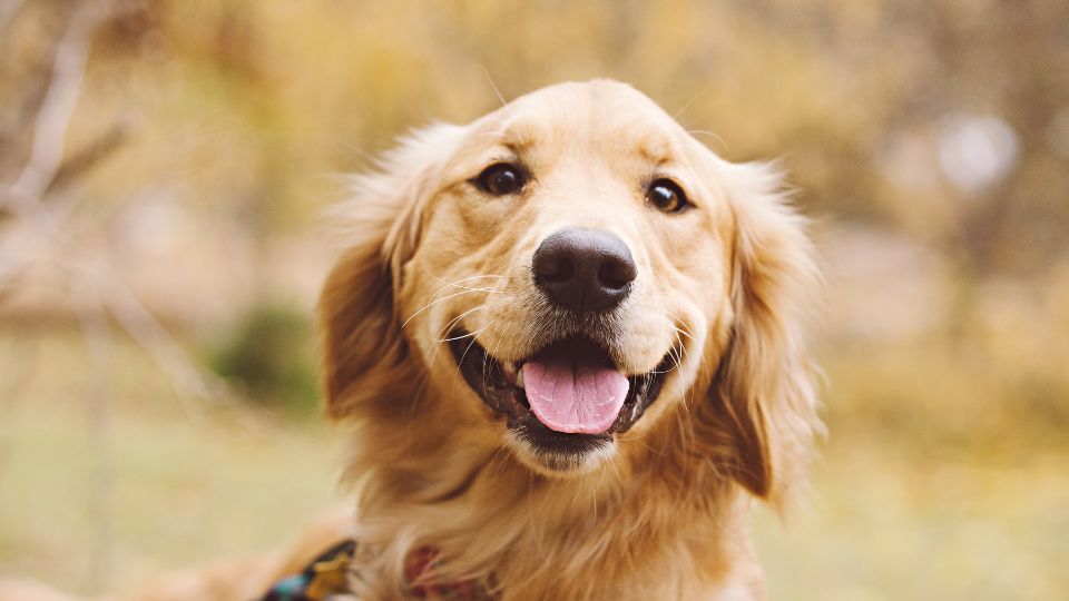 Un Golden Retriever sorridente con pelo dorato in un ambiente naturale.
