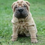 Cucciolo di Shar Pei con pelle rugosa seduto su un prato verde.