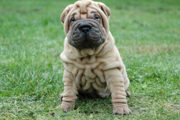 Cucciolo di Shar Pei con pelle rugosa seduto su un prato verde.