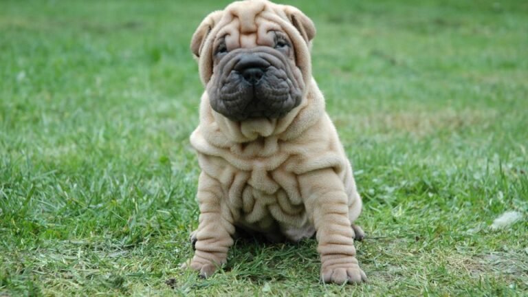 Cucciolo di Shar Pei con pelle rugosa seduto su un prato verde.