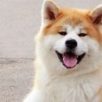 Un Akita Inu con pelo folto e muso sorridente, seduto su una superficie grigia.