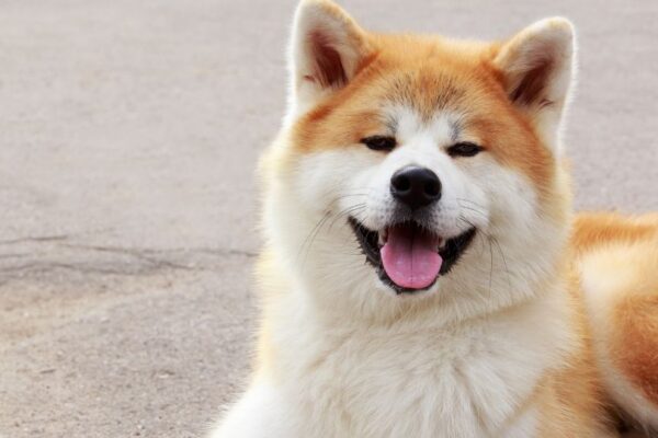 Un Akita Inu con pelo folto e muso sorridente, seduto su una superficie grigia.