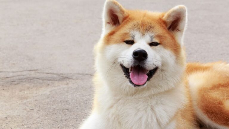 Un Akita Inu con pelo folto e muso sorridente, seduto su una superficie grigia.