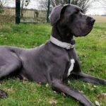 Un Alano grigio sdraiato sull'erba, con un'espressione calma e dignitosa.