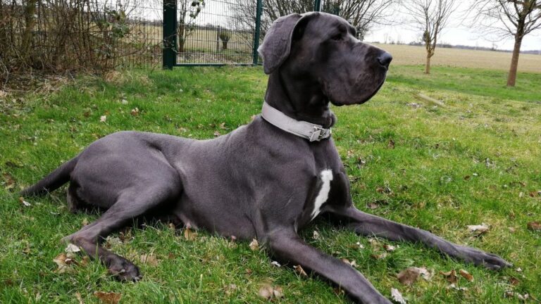 Origine, caratteristiche, comportamento e malattie del Alano