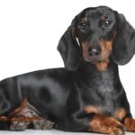 Un Bassotto a pelo corto, con pelo nero e marrone, sdraiato e curioso.