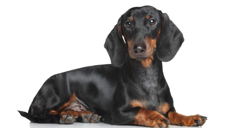 Un Bassotto a pelo corto, con pelo nero e marrone, sdraiato e curioso.