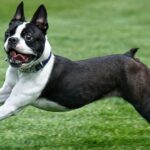 Un Boston Terrier che corre felice su un prato verde, mostrando la sua vivacità.