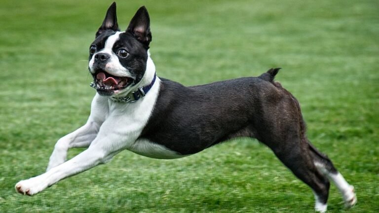 Origine, caratteristiche, comportamento e malattie del Boston Terrier