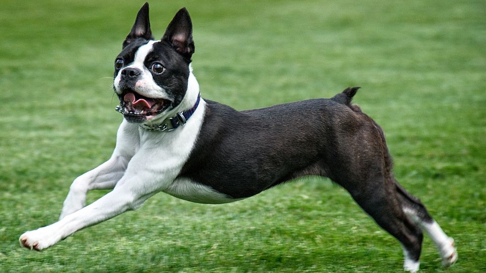 Un Boston Terrier che corre felice su un prato verde, mostrando la sua vivacità.