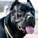 Un Cane Corso nero con muso imponente e sguardo attento.