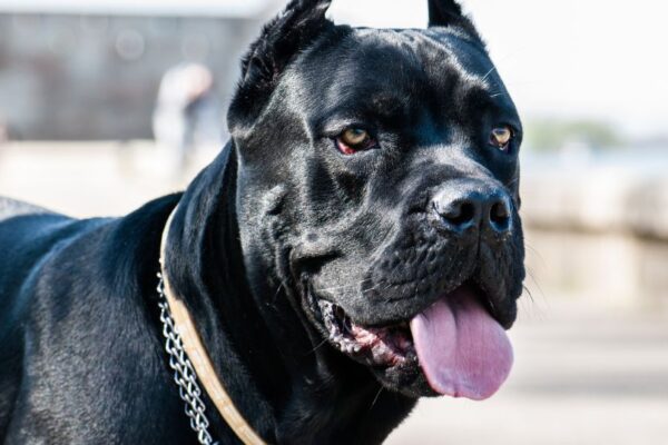 Un Cane Corso nero con muso imponente e sguardo attento.