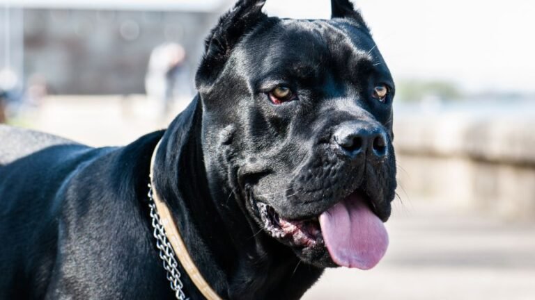Origine, caratteristiche, comportamento e malattie del Cane Corso.