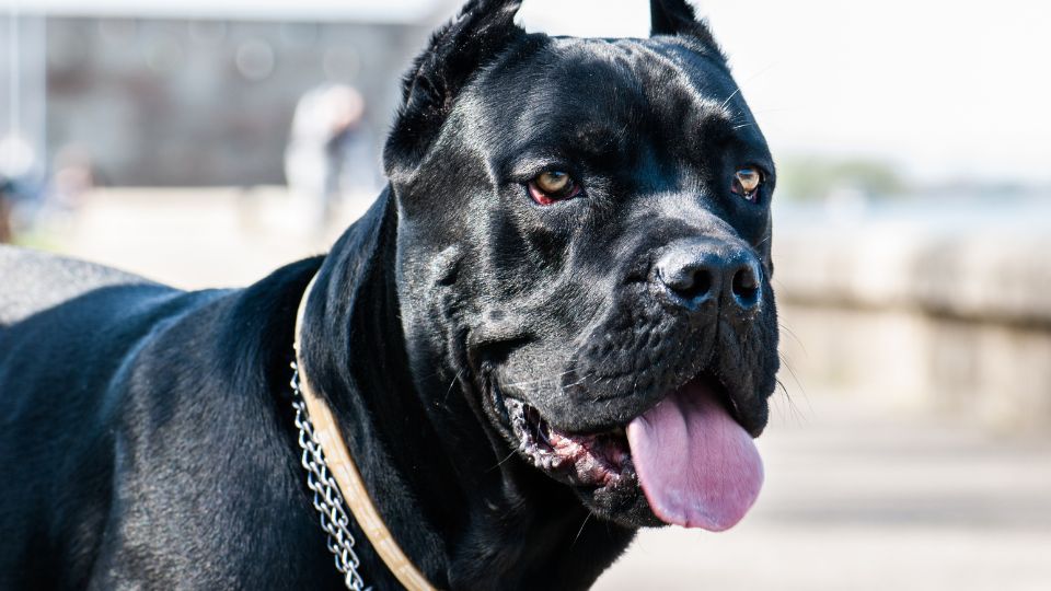 Un Cane Corso nero con muso imponente e sguardo attento.