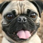 Un Carlino sorridente con occhi grandi e orecchie piccole, su sfondo naturale.