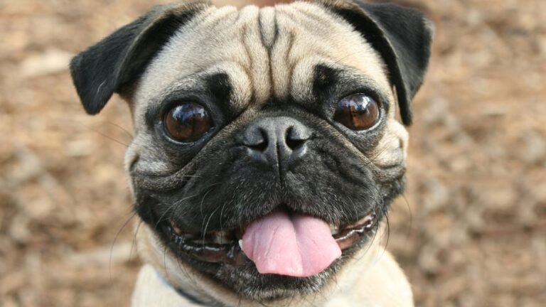 Un Carlino sorridente con occhi grandi e orecchie piccole, su sfondo naturale.