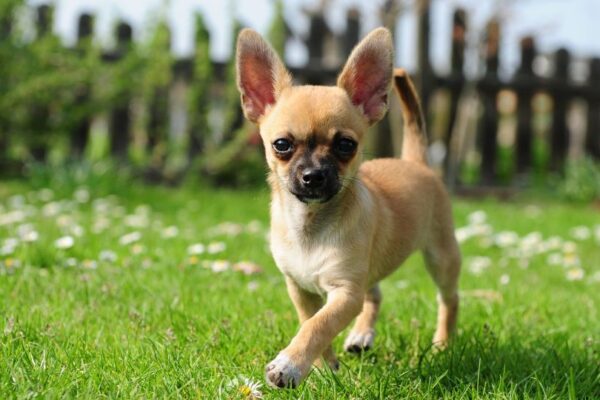 Un Chihuahua che corre felice su un prato verde, con fiori bianchi.
