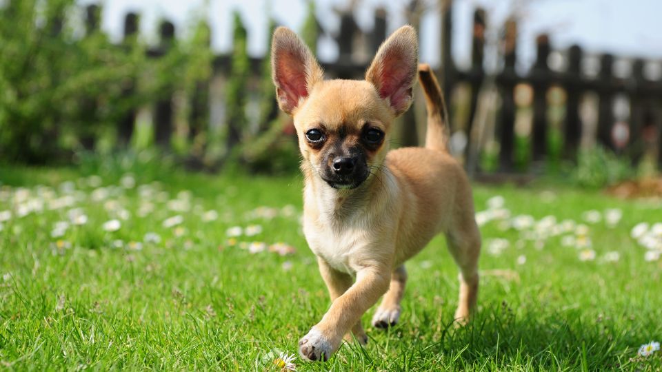 Un Chihuahua che corre felice su un prato verde, con fiori bianchi.