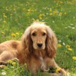 Cocker Spaniel sdraiato su un prato fiorito, con pelo dorato e sguardo dolce.
