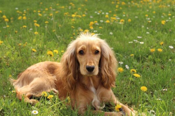 Cocker Spaniel sdraiato su un prato fiorito, con pelo dorato e sguardo dolce.