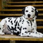 Un Dalmata sdraiato su gradini di legno, con il suo manto maculato distintivo.