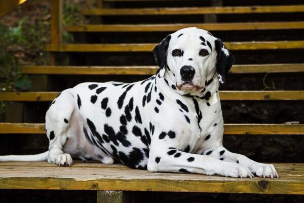 Un Dalmata sdraiato su gradini di legno, con il suo manto maculato distintivo.
