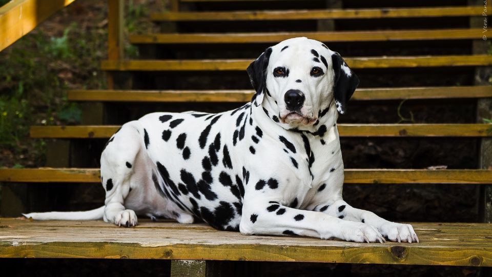 Un Dalmata sdraiato su gradini di legno, con il suo manto maculato distintivo.