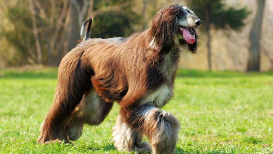 Un Levriero Afgano elegante con pelo lungo e setoso, in un prato verde.