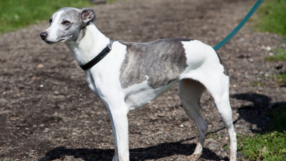 Un Whippet grigio e bianco in posa, con collare, su un sentiero.