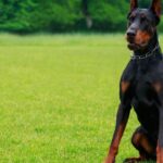 Un Dobermann seduto su un prato verde, con un'espressione fiera e attenta.