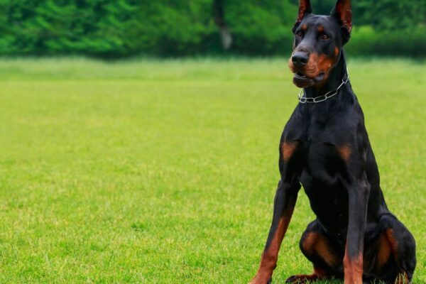 Un Dobermann seduto su un prato verde, con un'espressione fiera e attenta.